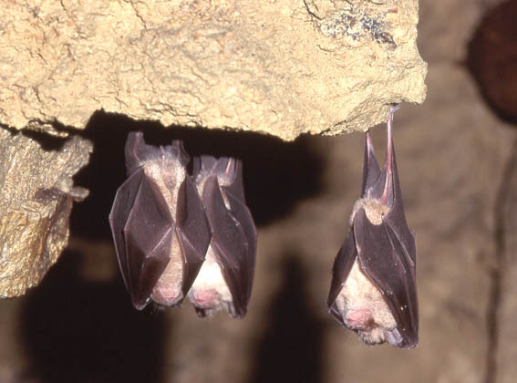 Photograph of greater horseshoe bats