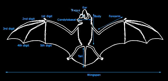 Bat diagram