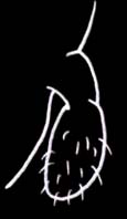 Diagram of a club-shaped penis