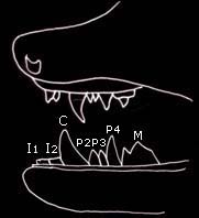 diagram of the teeth of Brandt's bat