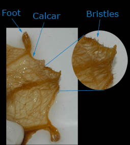 Photograph showing bristles on a tail membrane