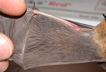 Common pipistrelle wing vein
