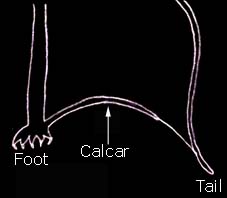 longcalcar