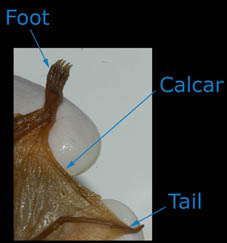 Photograph of a long calcar
