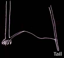 long tail