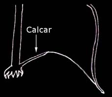 Post-calcarial lobe absent