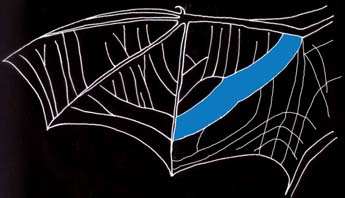 Wing vein pattern of Pipistrellus pipistrellus