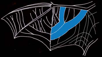 Wing vein pattern of Pipistrellus pygmaeus