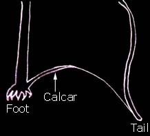 shortcalcar