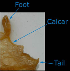 Photograph of a short calcar