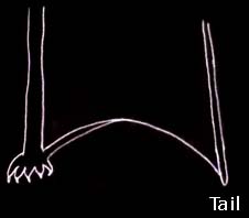short tail