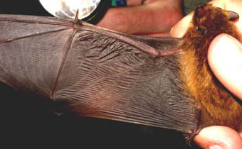 Soprano pipistrelle wing vein