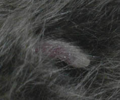 Photograph of a parallel-sided penis