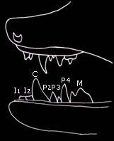 Diagram of the teeth of the Whiskered bat