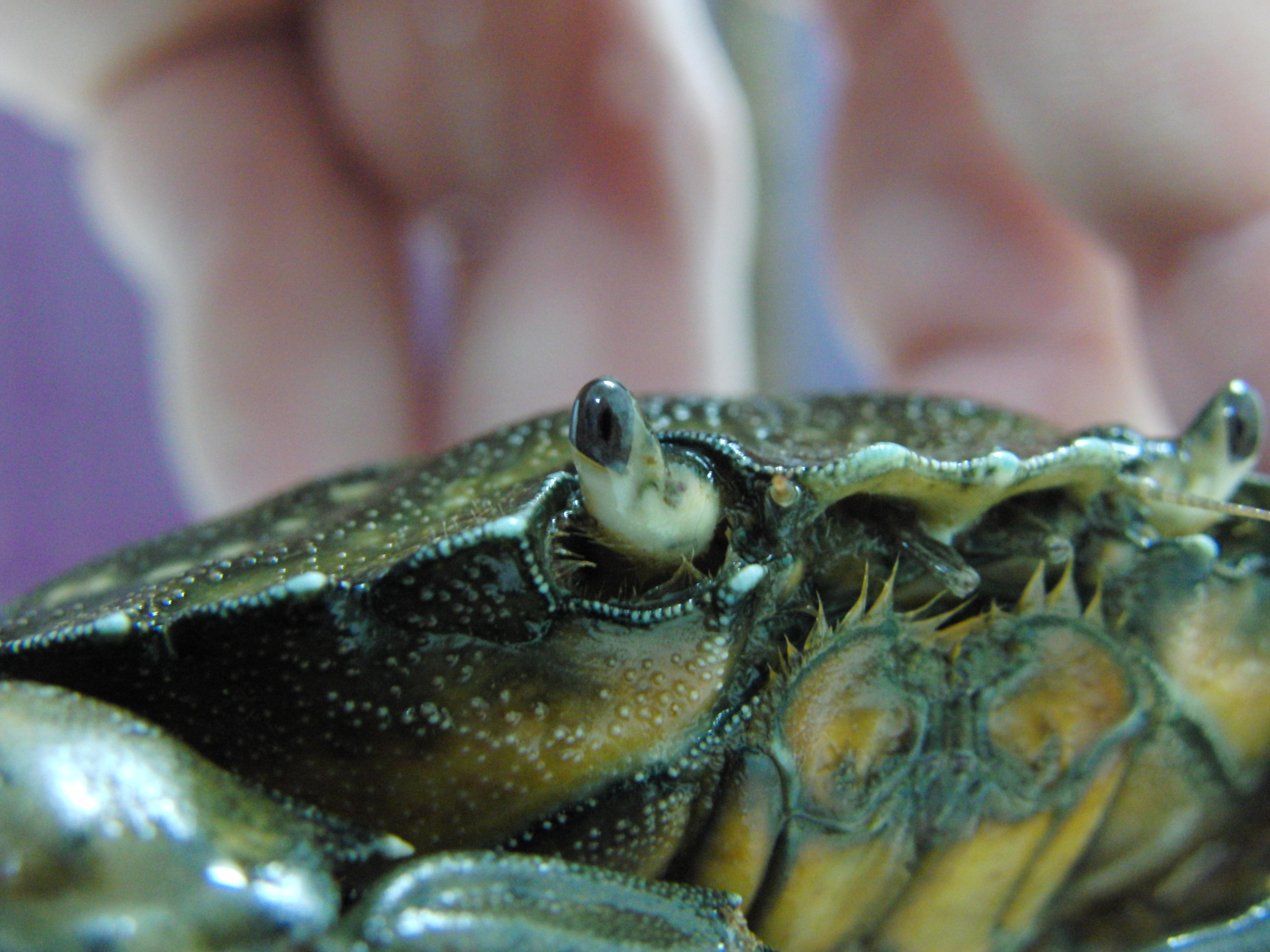 Close up of shore crab, Carcinus maenas 