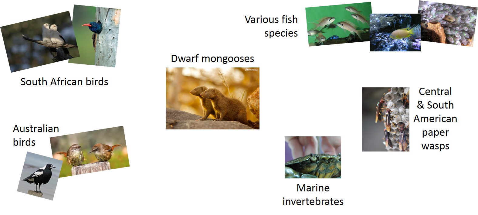 Study species